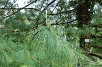 2014 április 26 Kámoni arborétum Pinus wallichiana Himalájai selyemfenyő (1).jpg